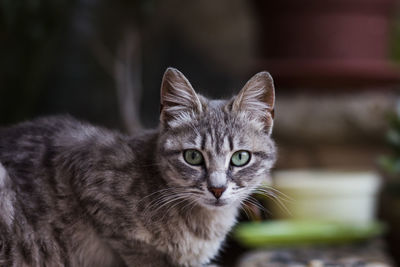 Close-up portrait of cat