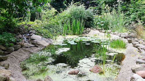 Close-up of fresh green plants in water