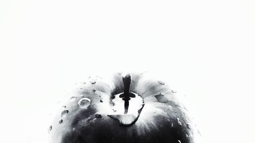 Close-up of fruit against white background