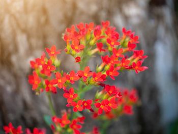 Close-up of red flowering plant