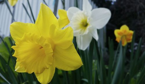 Close-up of yellow flowering plant