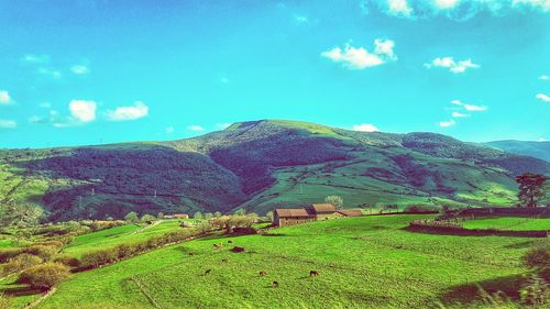 Scenic view of agricultural field against sky