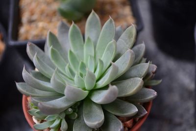 Close-up of succulent plant