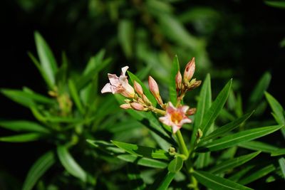 Close-up of flowers blooming outdoors
