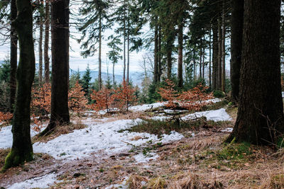 Trees in forest during winter