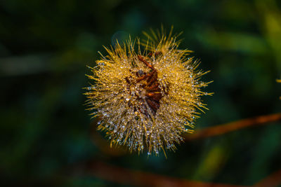 Close-up of dandelion on plant