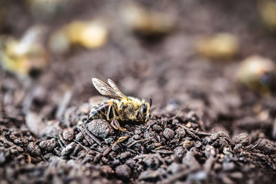 Close-up of bee on land