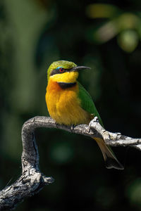 Close-up of bird perching on branch