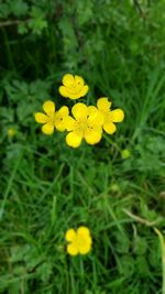 Close-up of yellow crocus flowers blooming on field
