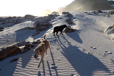 High angle view of dog on snow covered land