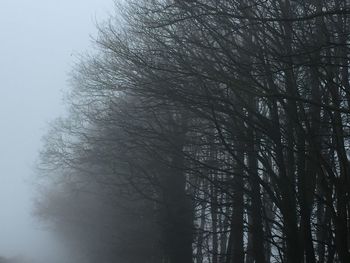 Low angle view of bare trees in winter