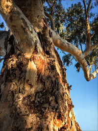 Low angle view of tree against sky