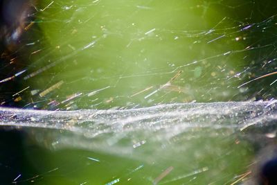 Close-up of wet spider web on plant