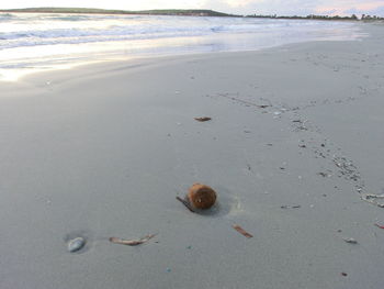 Close-up of crab on beach against sky