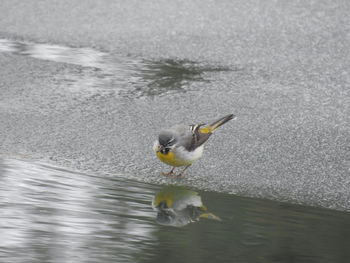 Close-up of duck swimming on lake