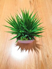 High angle view of plant on table