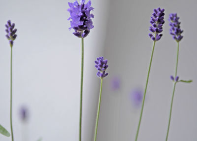 Close-up of purple flowering plants