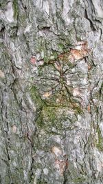 Full frame shot of tree trunk