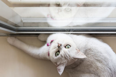Portrait of white cat
