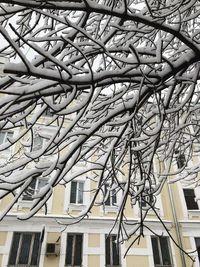 Low angle view of bare tree