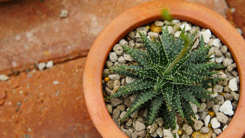 High angle view of potted plant in pot