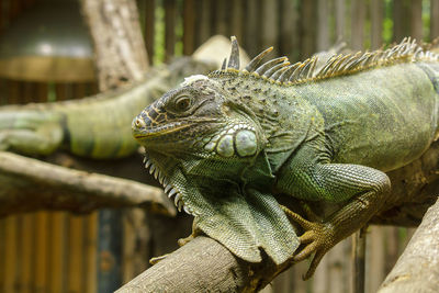 Close-up of a lizard