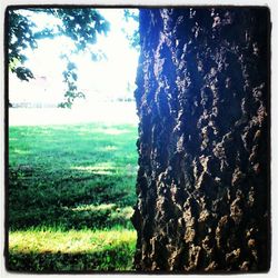 Trees growing on field
