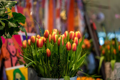 Close-up of tulip flower