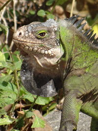 Close-up of a lizard