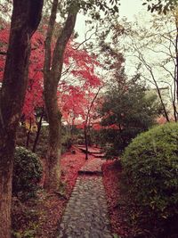 Red trees against sky