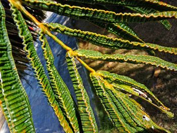 Close-up of fern leaves on tree