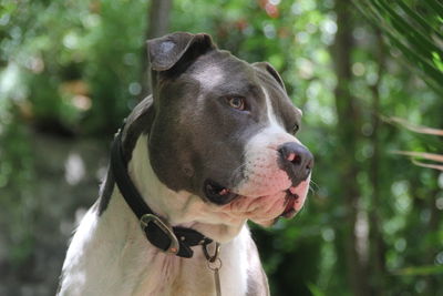 Close-up portrait of a dog