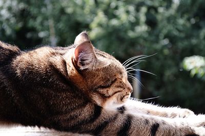 Close-up of a cat with eyes closed