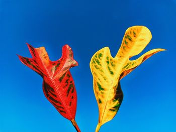 Low angle view of orange leaf against blue sky