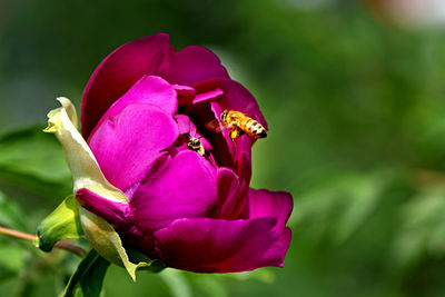 Close-up of bees pollinating on pink rose