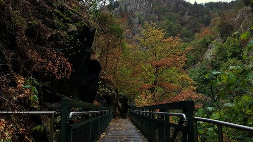 Footbridge amidst trees in forest