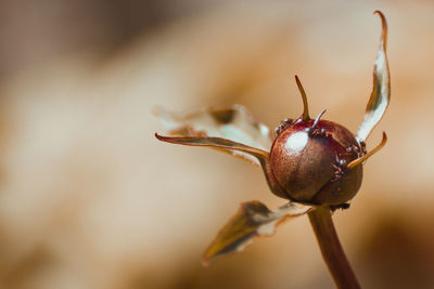 Close-up of wilted flower bud