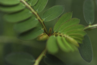 Close-up of green leaves