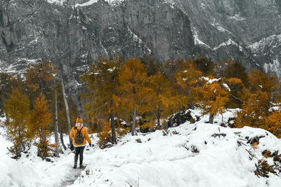 Rear view of female hiker walking on snowy path leading to larch tree forest under misty mountains