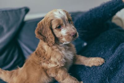 Close-up of dog sitting on sofa at home