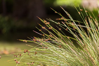 Close-up of grass growing on field