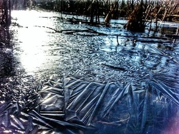 Reflection of trees in water