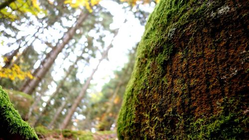 Close-up of tree trunk