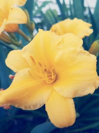 Close-up of yellow hibiscus blooming outdoors