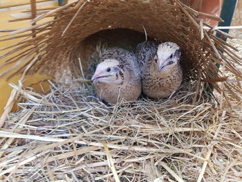 nest