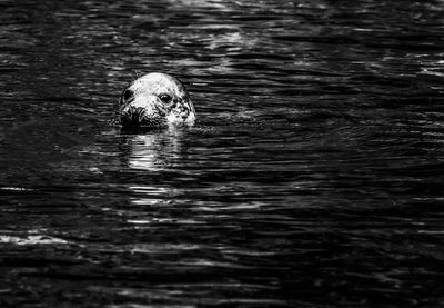 Close-up of jellyfish swimming in water