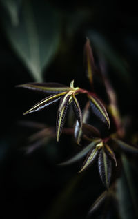 Close-up of leave-buds