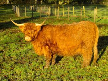 Cow in a field