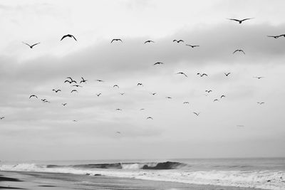 Flock of birds flying over sea