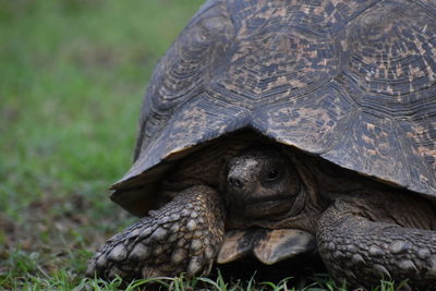 Close-up of leopard tortoise on field